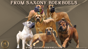 Saxony Boerboels